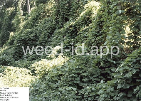 kudzu